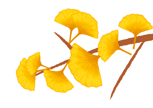 免费，需预约！本周末，河北经贸大学金秋银杏节开幕