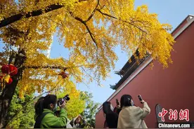 初冬时节 银杏“扮靓”南京鼓楼“绘就”独特风景图片