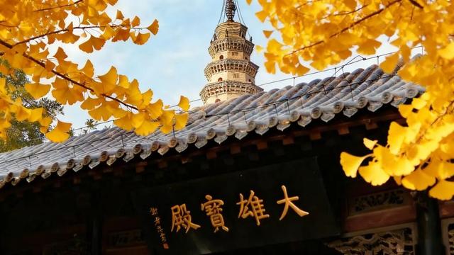 周末走起！济南有处“私藏秘境”：二重金色，千年之约！古银杏树+古刹，美出静谧诗意~~