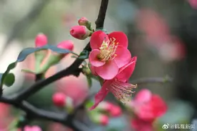 玉兰、海棠、红梅竞相开放 一起来走“花”路图片