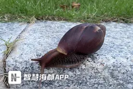 非洲大蜗牛出没，儿童公园紧急消杀！图片