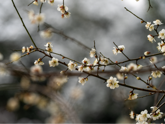 马鞍山这片花海，免费又出片！