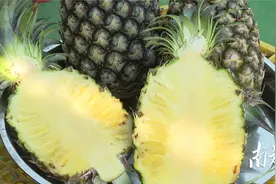 甜滋滋、水灵灵！阳西金钻凤梨迎来上市季图片