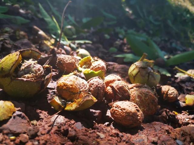 漾濞是“世界核桃起源地”！有五个维度可为证……