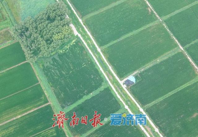 一年四季 泉在济南丨济西稻浪映秋色，席家庄田园画卷正浓