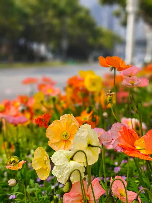 美出圈！来惠山走花路啦~