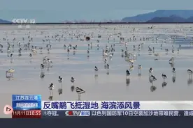 飞鸟、云海、雪山……绝美景观“绘”诗意画卷 厚植高质量发展绿色底色图片