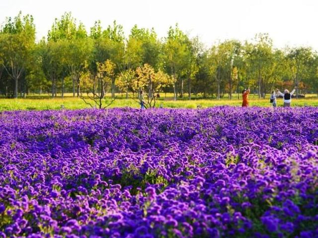 北京号最精彩 | 地铁直达！海淀这里“藏”着一片紫色花海
