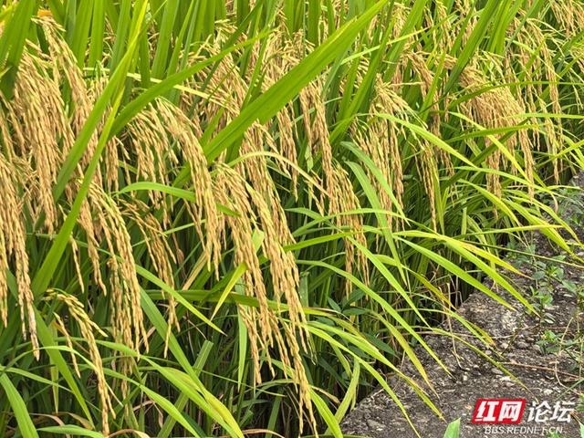 山上烟火起，山下稻金黄｜夏日寻凉九龙山