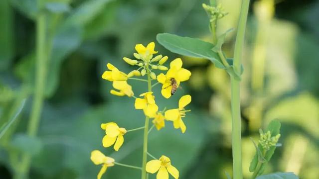 没看错！云南第一波油菜花已经金灿灿啦