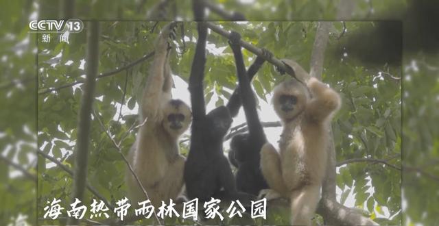 生命摇篮、绿色肺叶……万米高空看“大美国家公园”有啥亮点