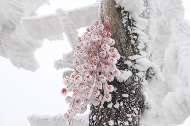 一场冰雪与烟火的邂逅