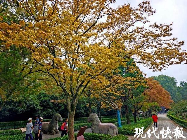 明孝陵石象路秋韵初绽，“最美六百米”斑斓上线