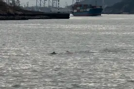 游近火烧屿的“海上大熊猫”图片