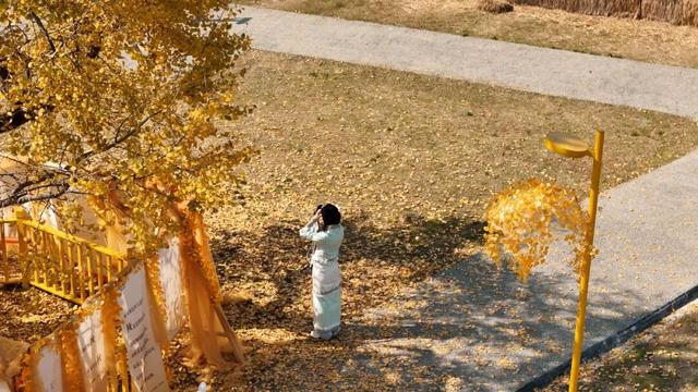 网上爆火的“银杏伞”，在银杏谷……