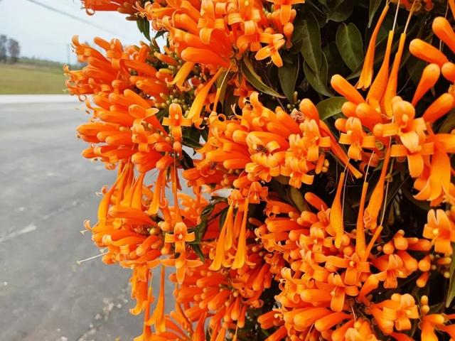 江门惊现“橙红瀑布”！马上解锁冬日限定→