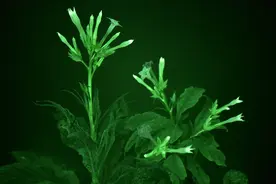 发光牵牛花卖到海外啦 国产发光植物还有多少？图片