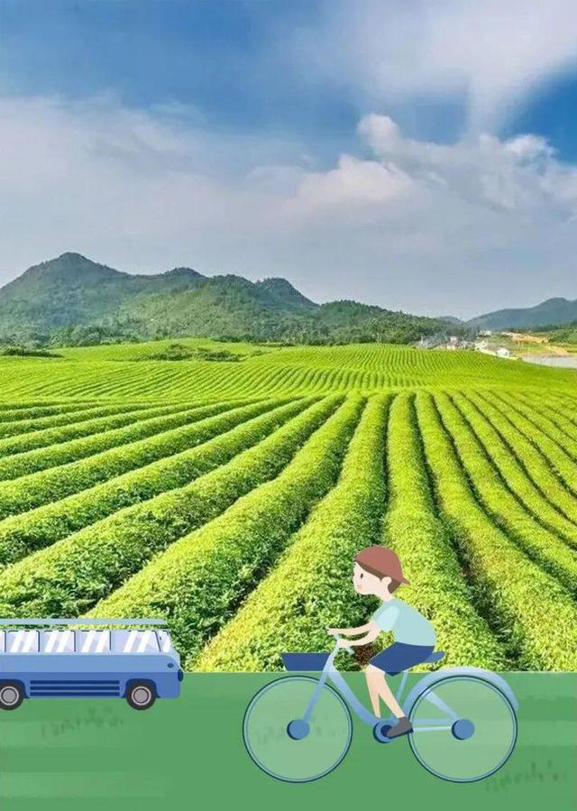 【深度】重组与超越：梵净山茶旅融合的“绿色密码”
