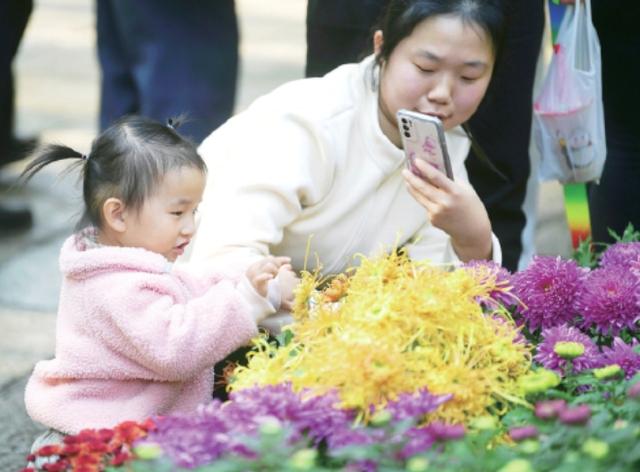 趵突泉金秋菊展迎来最佳观赏期