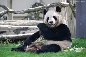 大熊猫“良浜”“结浜”“彩浜”“枫浜”6月28日回国图片