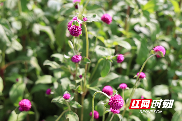 桐子坳还能这样玩①金色童话出片指南：美食美景一起“杏”动