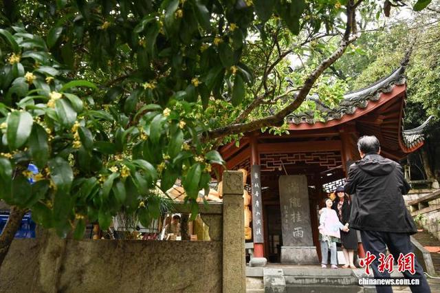 杭州西湖十景之“满陇桂雨”迎来最佳观赏期