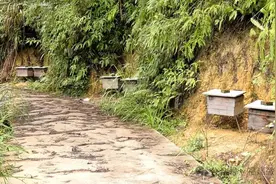 急急急！尤溪黄大哥遇上“甜蜜”的烦恼图片