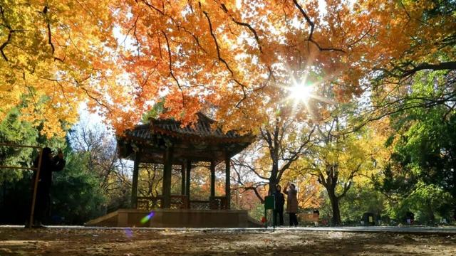 不必扎堆地坛公园！东城区赏秋攻略，一图收藏