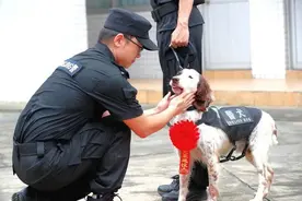 警犬“飞机”入职日记！图片