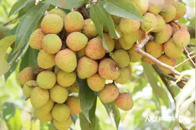 樟木头本地妃子笑开始抢鲜！6月中旬各类品种荔枝将上市图片