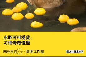 水豚为什么爱吃自己的便便图片