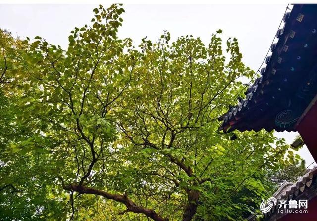 组图丨一大波美图来袭！泰山景区9个赏秋地超出片