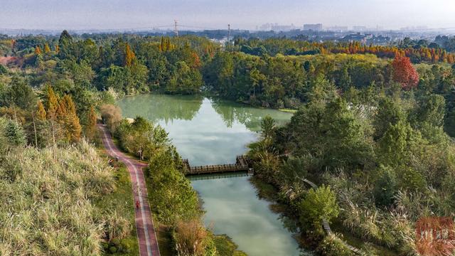 C视觉︱成都这片“水上森林”美到窒息 错过再等一年