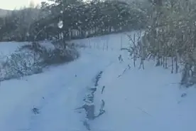 黑龙江又现野生东北虎，还咬死一头牛！农民开着拖拉机一路追赶……图片