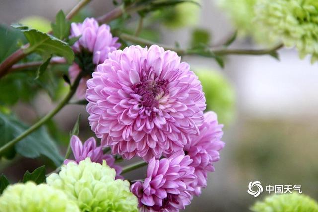 云赏花 解锁大美中国里的繁花世界