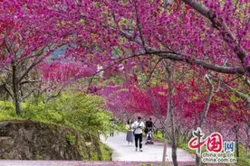 生态农业与乡村旅游融合发展苍溪黄猫垭走出一条靠山吃山的致富路图片
