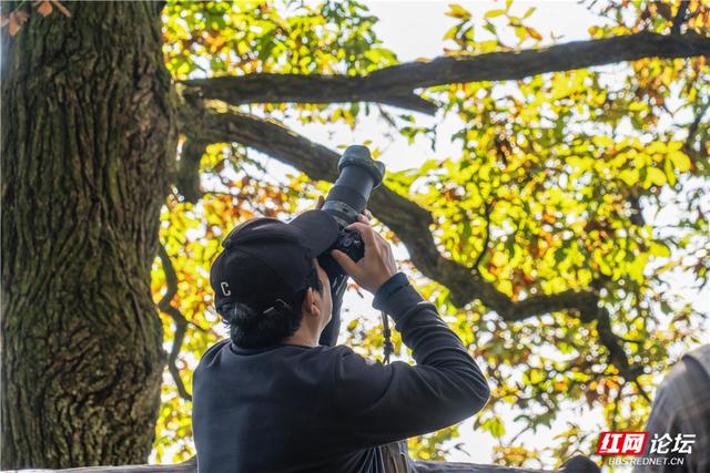 【每日一图@湖南】张家界暖冬限定！天子山暖阳沐峰林