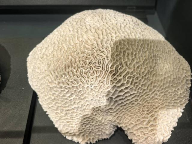 这里是青岛｜海大海洋生物博物馆免费开放，3000余标本展现海底奇幻