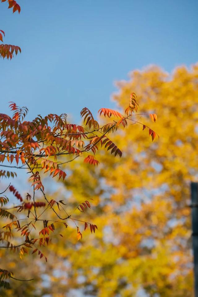 东湖秋日图鉴③｜磨山秋笺：一叶一诗，帧帧藏秋韵