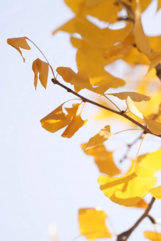 这场秋日浪漫别错过 申城落叶道体验进入倒计时