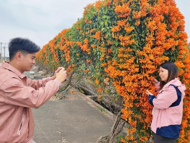 江门惊现“橙红瀑布”！马上解锁冬日限定→