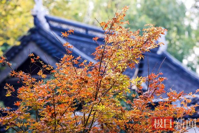 武汉解放公园：斑斓彩林染深秋，层林尽染入画来