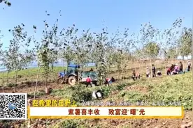 南漳县武安镇：紫薯喜丰收，致富新“薯”光图片