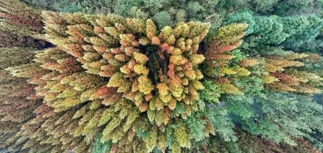 成都限定红！水杉最美季节上线，赶紧打卡