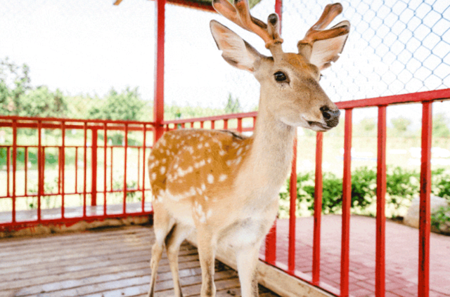 三明文旅福利来啦！《疯狂动物城2》联名公仔免费抽，手慢无！