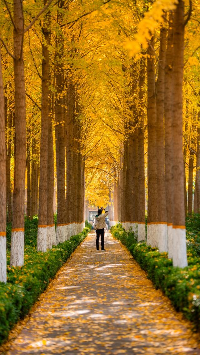 深秋郑州文博广场：600株银杏绘就“金色画卷” 邂逅浪漫秋韵