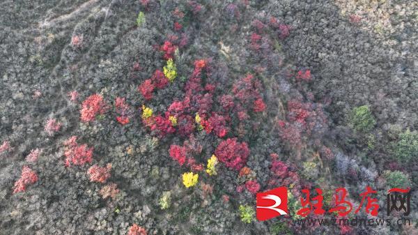 层林尽染！口门水库山间红叶进入最佳观赏期