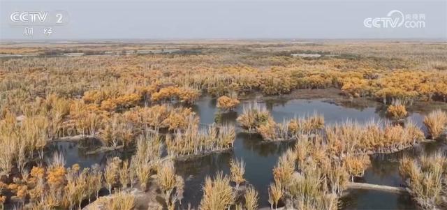 新疆喀什百万亩胡杨勾勒壮美画卷 “胡杨+文化+旅游”促文旅融合引客来
