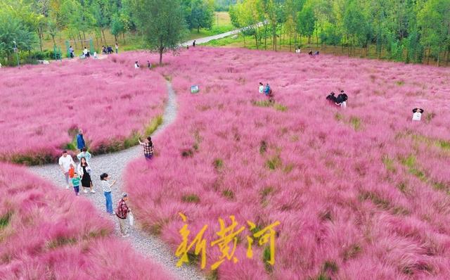 滨州喜鹊湖：秋日粉黛，如梦花海