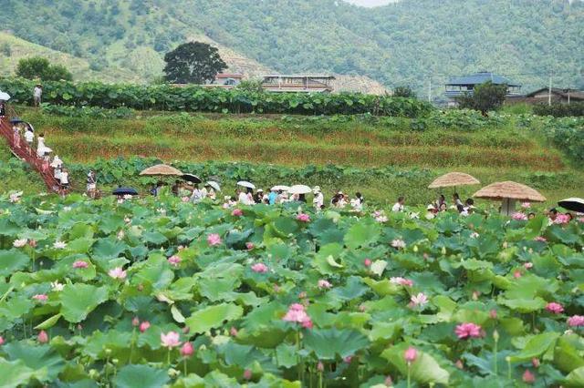 锦绣天府·安逸四川｜米易丙谷：荷花朵朵映水乡